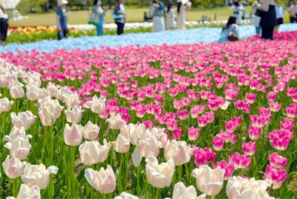 「万博記念公園」のチューリップの花園