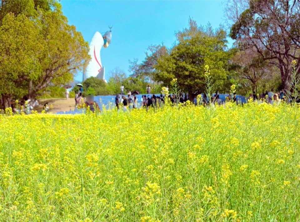 「万博記念公園」の菜の花