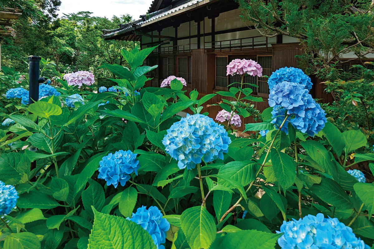 のせでん平日ハイキング（2）6月17日（火）開催！咲き始めたアジサイを目指して古刹を巡礼「戸隠神社・小童寺・市杵島神社・賴光寺コース」