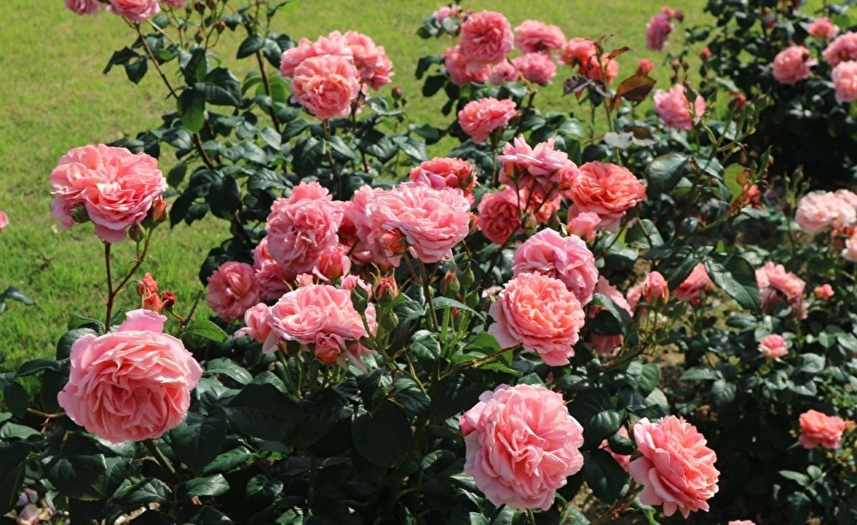 5月24日（土）・25日（日）に「万博記念公園」で「関西ローズEXPO2025」を開催！