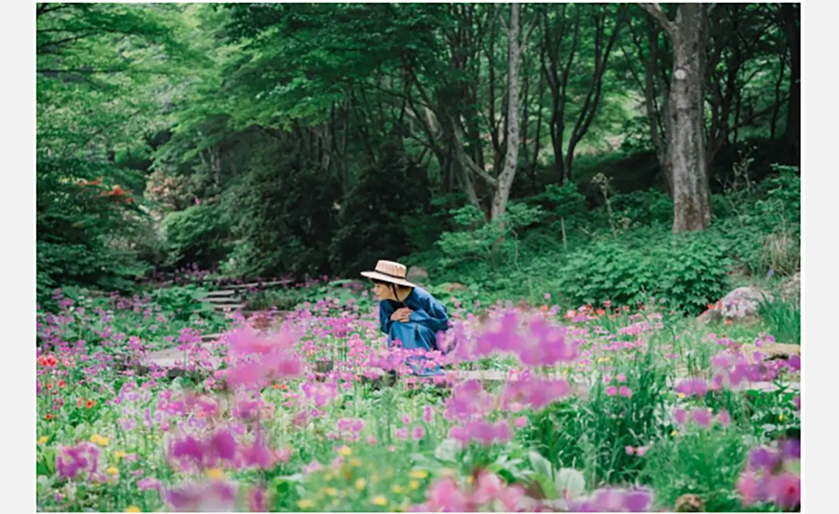 「六甲高山植物園」で、大群落の「クリンソウ」が見頃！