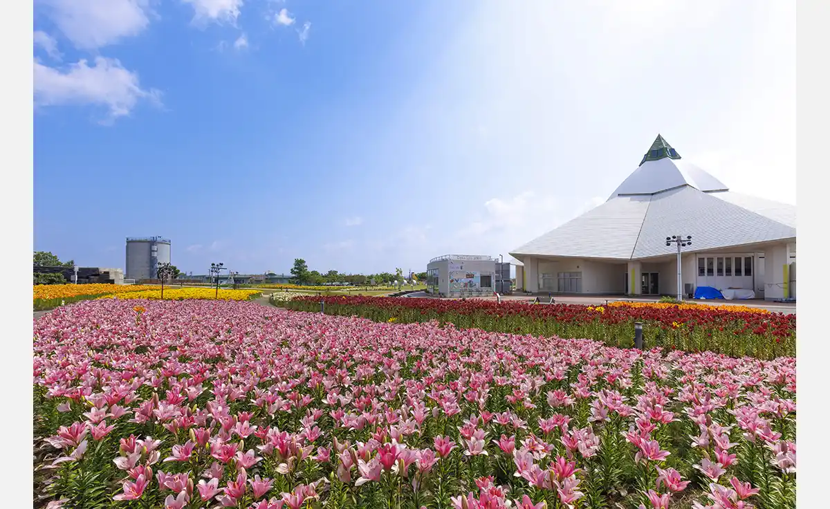 直売所も登場「ゆりフェスタ2025」福井県坂井市で開催中