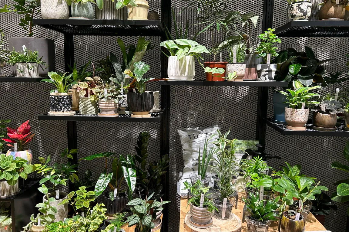 吹田の「ららぽーとEXPOCITY」に新たにオープンした「JEANASIS」。アパレルはもちろん、観葉植物にもご注目！