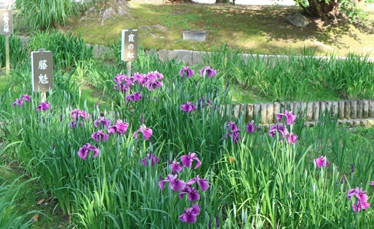 「万博記念公園」の日本庭園ではハナショウブがそろそろ見ごろに！