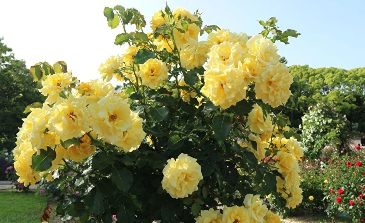 「万博記念公園」の「ローズフェスタ」が間もなく終了！　