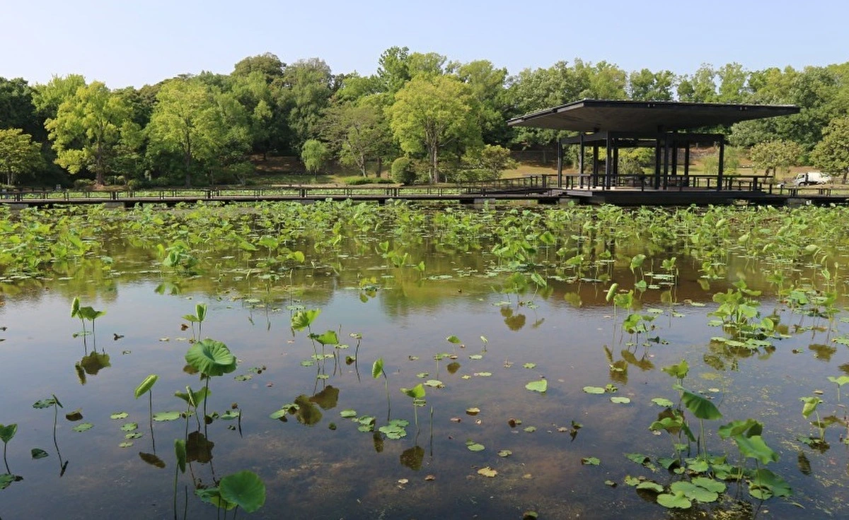 「万博記念公園」今年の「早朝観蓮会」は6月末と7月初めの6日間！