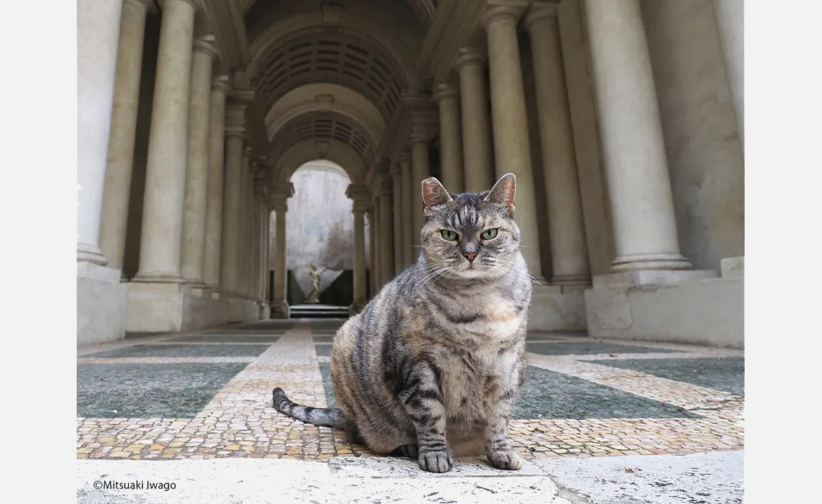 「大丸神戸店」で個性豊かなネコの写真展「岩合光昭の世界ネコ歩き ヨーロッパの空の下」開催
