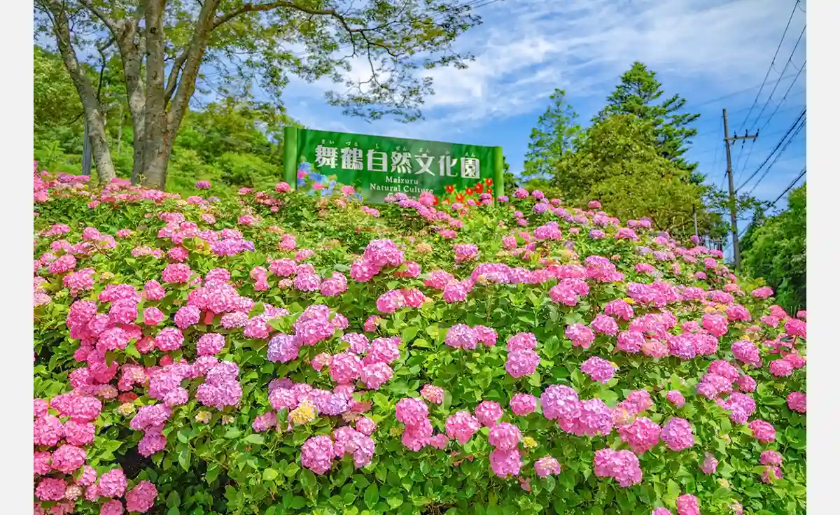 6/10から舞鶴自然文化園で「アジサイ園2025」開催！