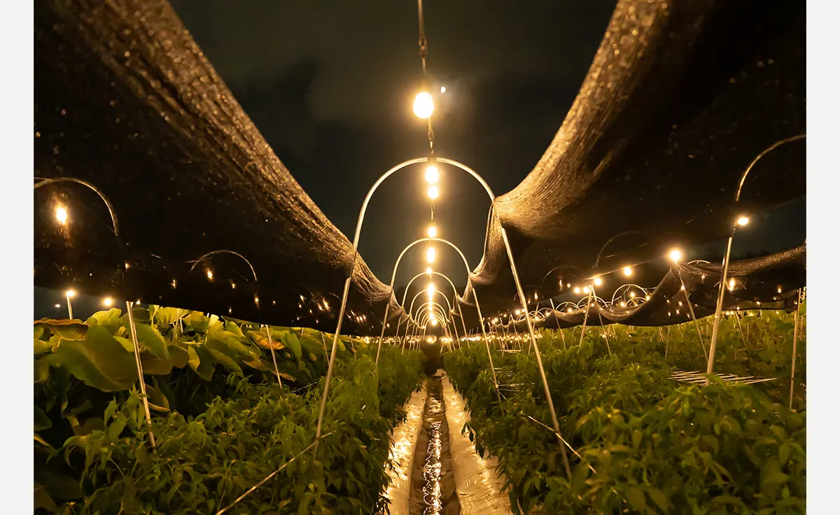 夜の農業体験イベント「ナイトファーム」が京都・大原野で2025年7月1日（火）から開催　