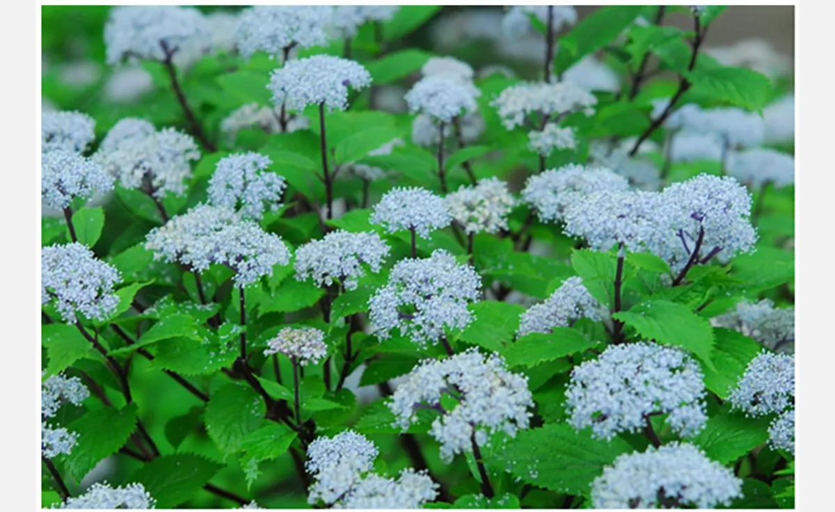 六甲高山植物園でコアジサイの花が見頃