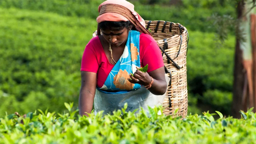 「Dilmah(ディルマ)」川西阪急スクエア