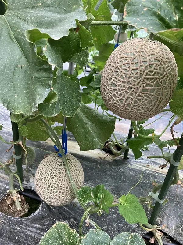 季節の堂島ロール　モンシェール