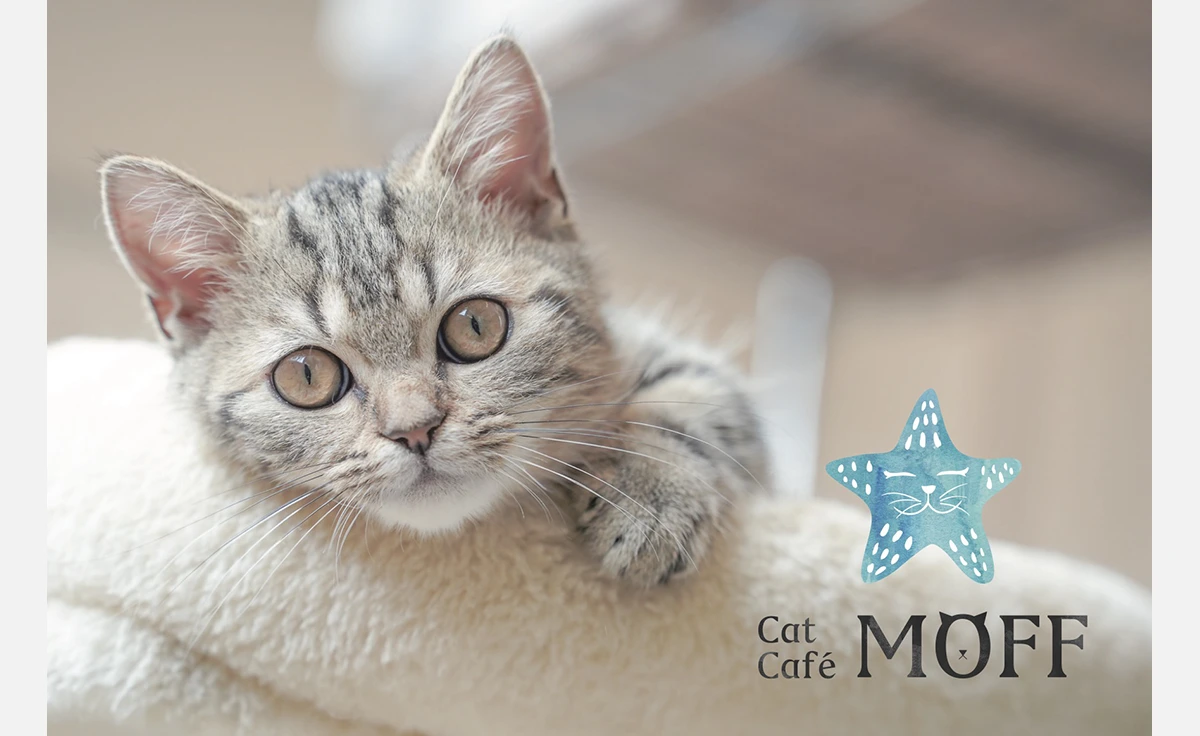 イオンモールりんくう泉南にネコカフェ「Cat Café MOFF イオンモールりんくう泉南店」誕生！