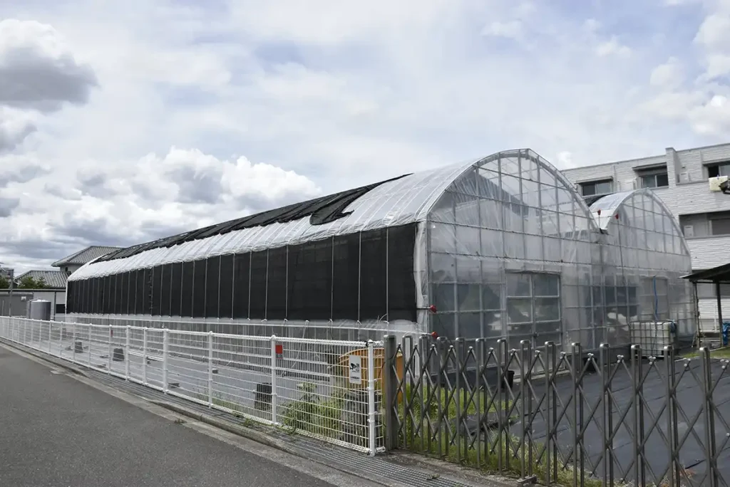 吹田バナナ ビニールハウス1