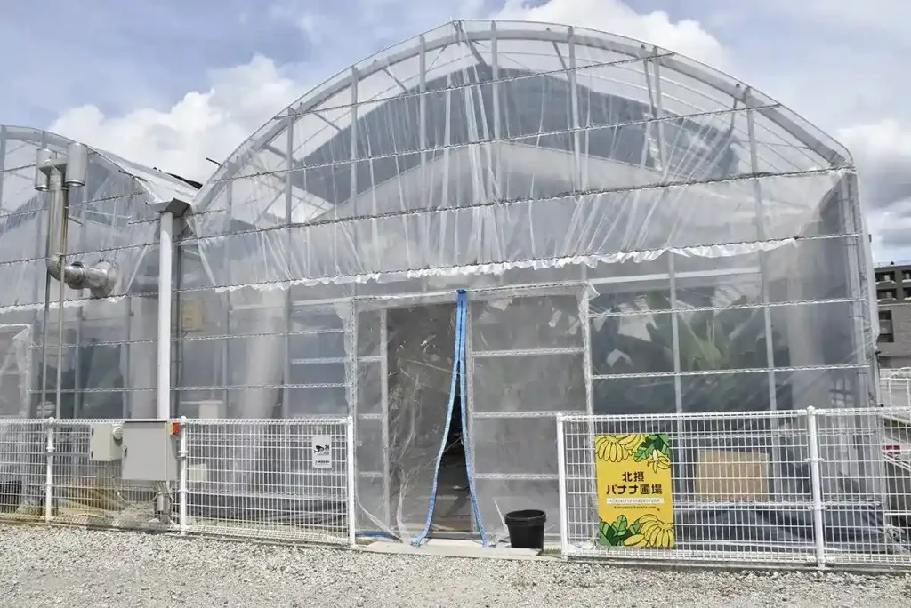 吹田バナナ ビニールハウス2