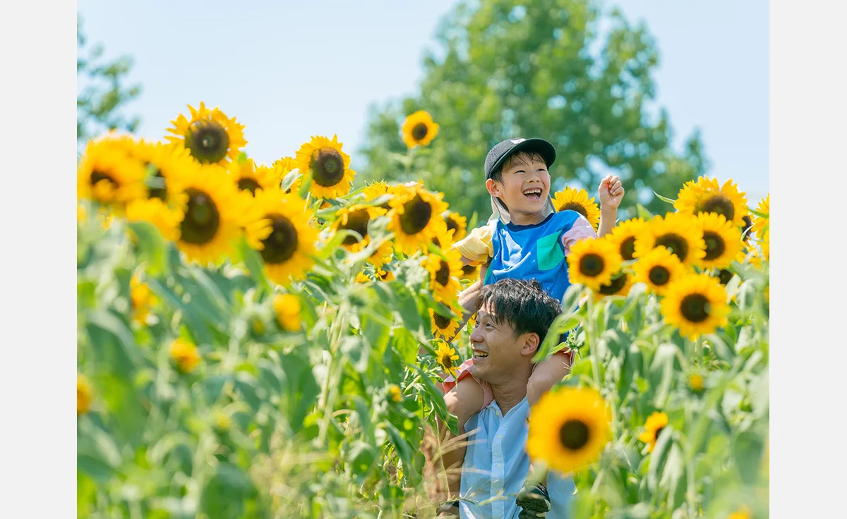「堺・緑のミュージアム　ハーベストの丘」のひまわりが満開！営業時間延長で夕方の涼しい時間に観賞も