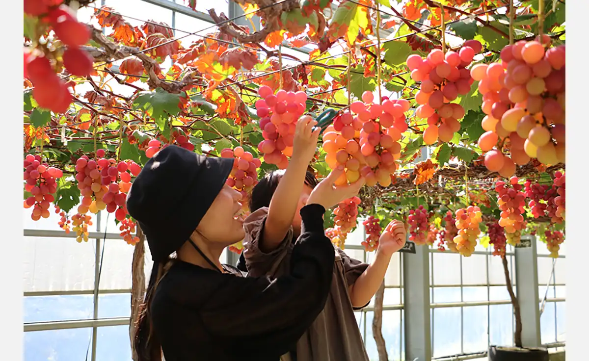 あま～いぶどうで笑顔いっぱい！ローザンベリー多和⽥でぶどう摘み取り体験開始