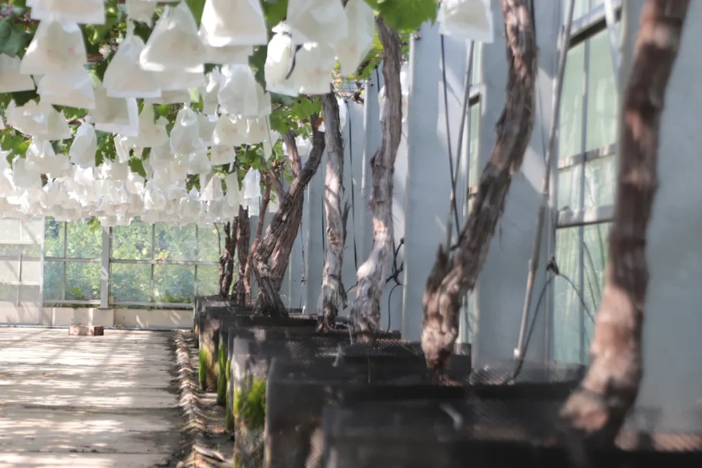 ローザンベリー多和⽥ ぶどう摘み取り体験