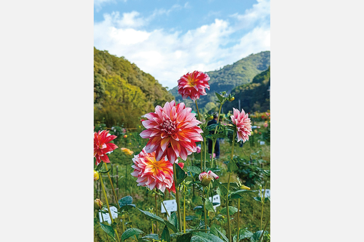 秋の花・ダリアに魅了される！のせでん里山ハイキング 10月18日（土）開催。日本一の里山・黒川を満喫