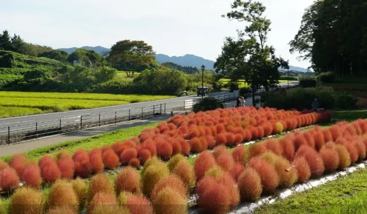国営飛鳥歴史公園のコキアの紅葉