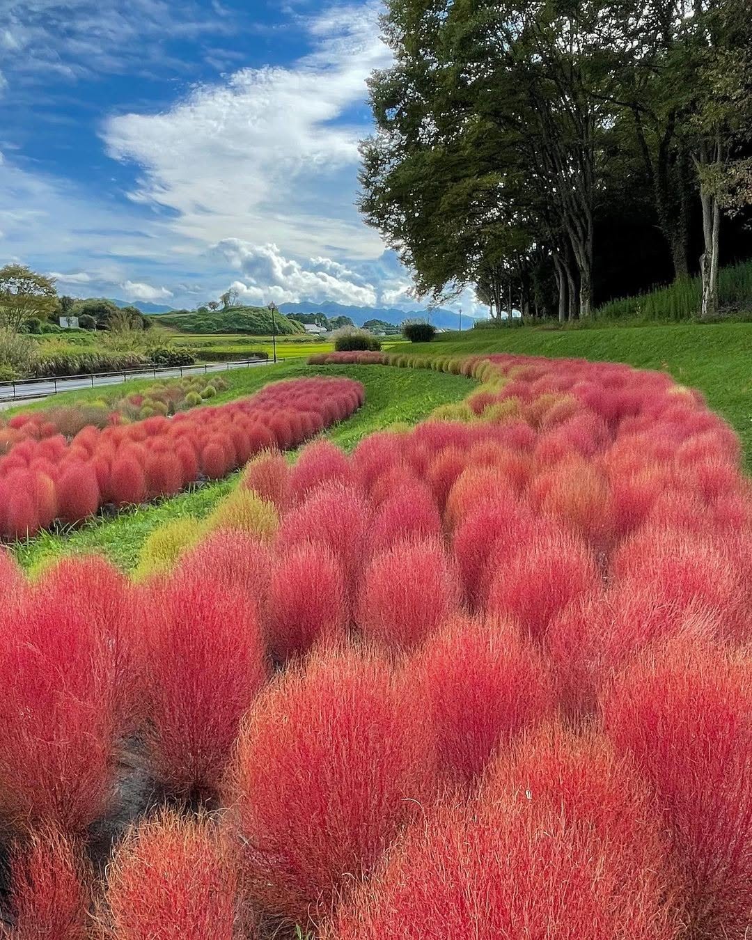 関西（大阪・神戸・奈良・滋賀）でコキアが見られるスポット8選。2025年コキアの紅葉の見頃と名所