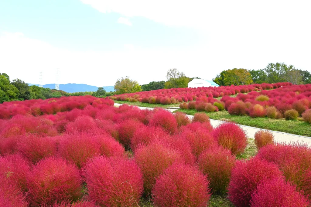 万博記念公園のコキア