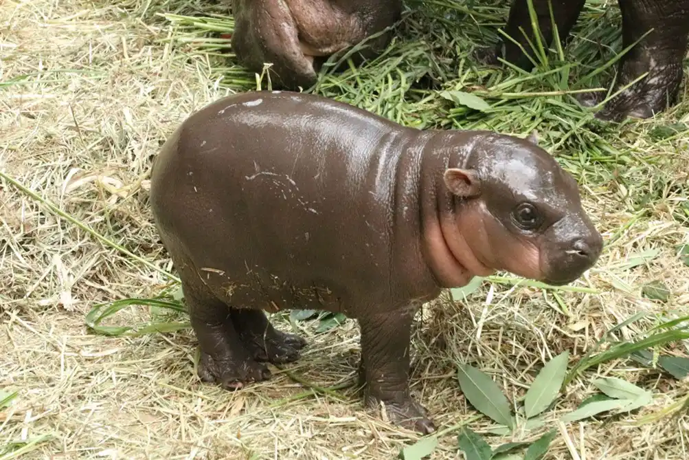 神戸どうぶつ王国 コビトカバ