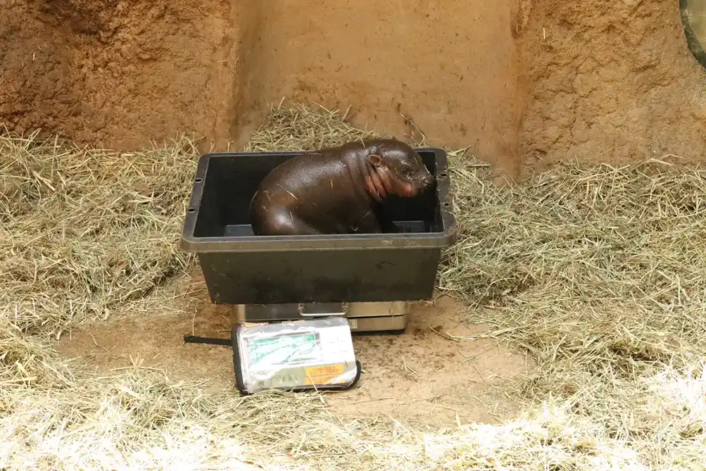 神戸どうぶつ王国 コビトカバ