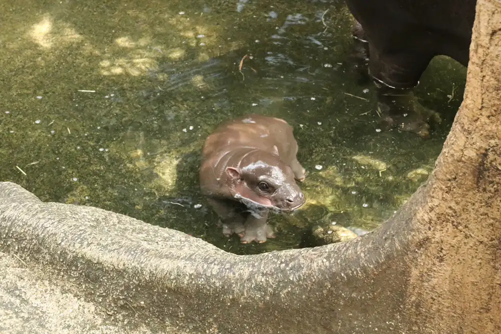 神戸どうぶつ王国 コビトカバ