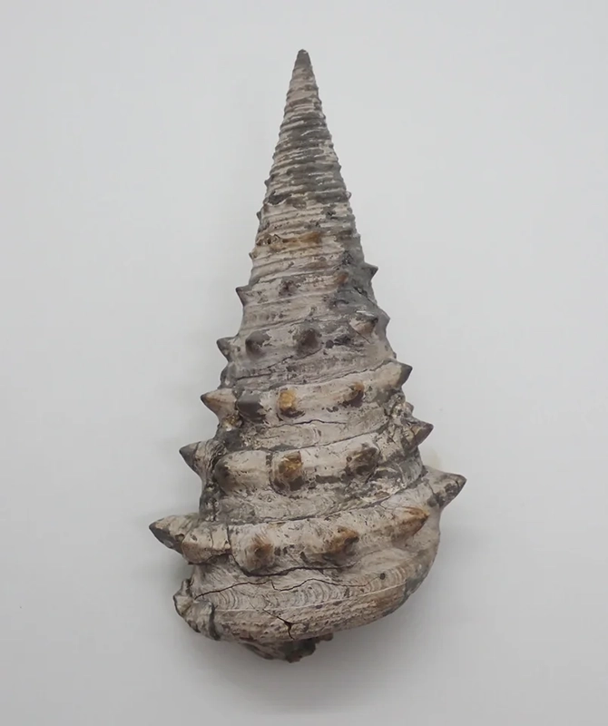 大阪市立自然史博物館「化石を楽しむ2025」