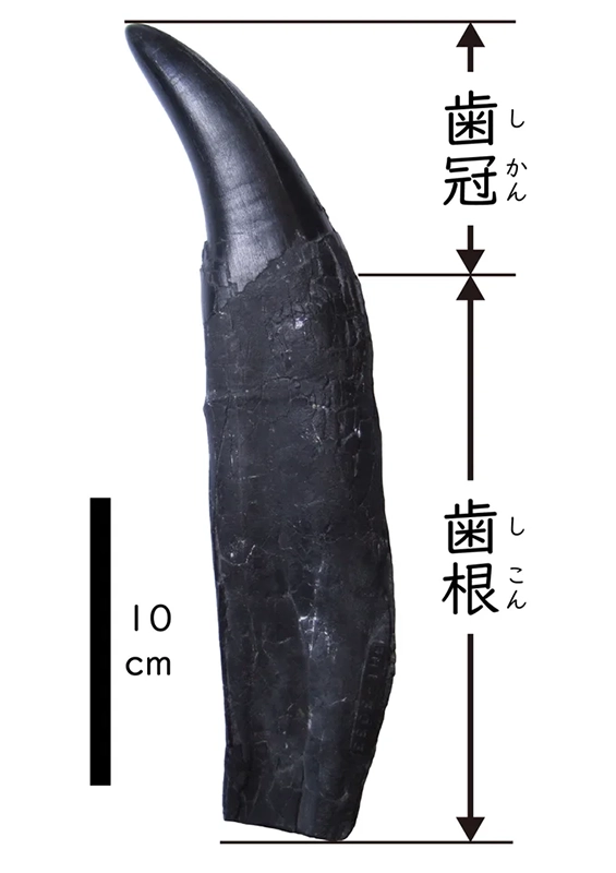 大阪市立自然史博物館「化石を楽しむ2025」