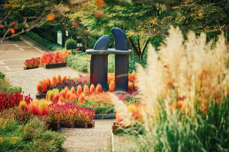 神戸布引ハーブ園のコキア