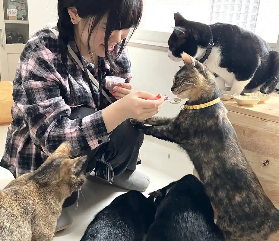 あべの猫ごよみ展　第3弾