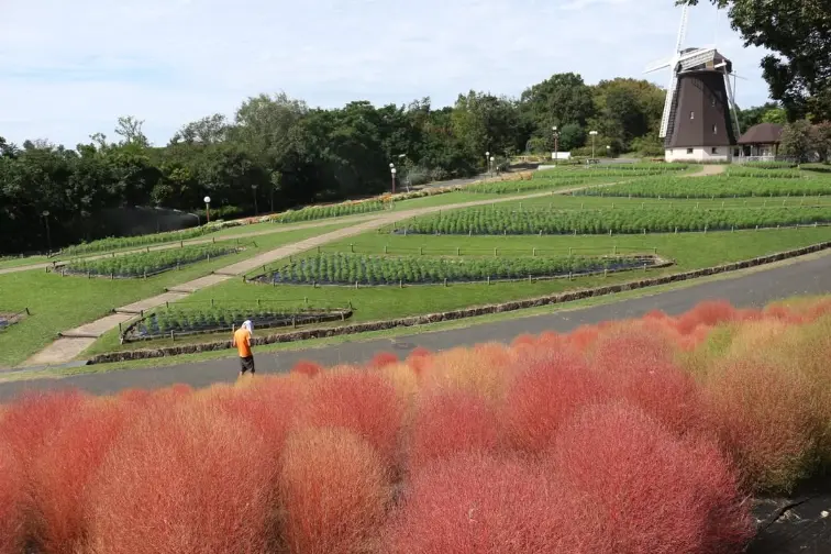 花博記念公園鶴見緑地の風車とコキア