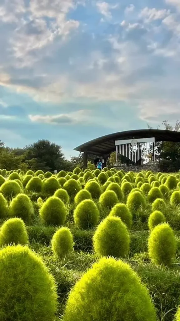 県営馬見丘陵公園の緑色のコキア