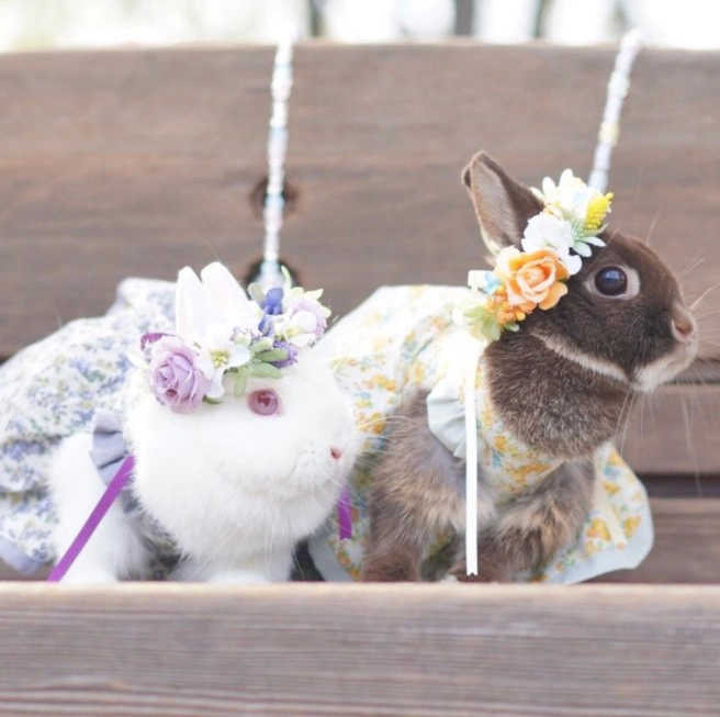 うさぎDays 阪神梅田本店