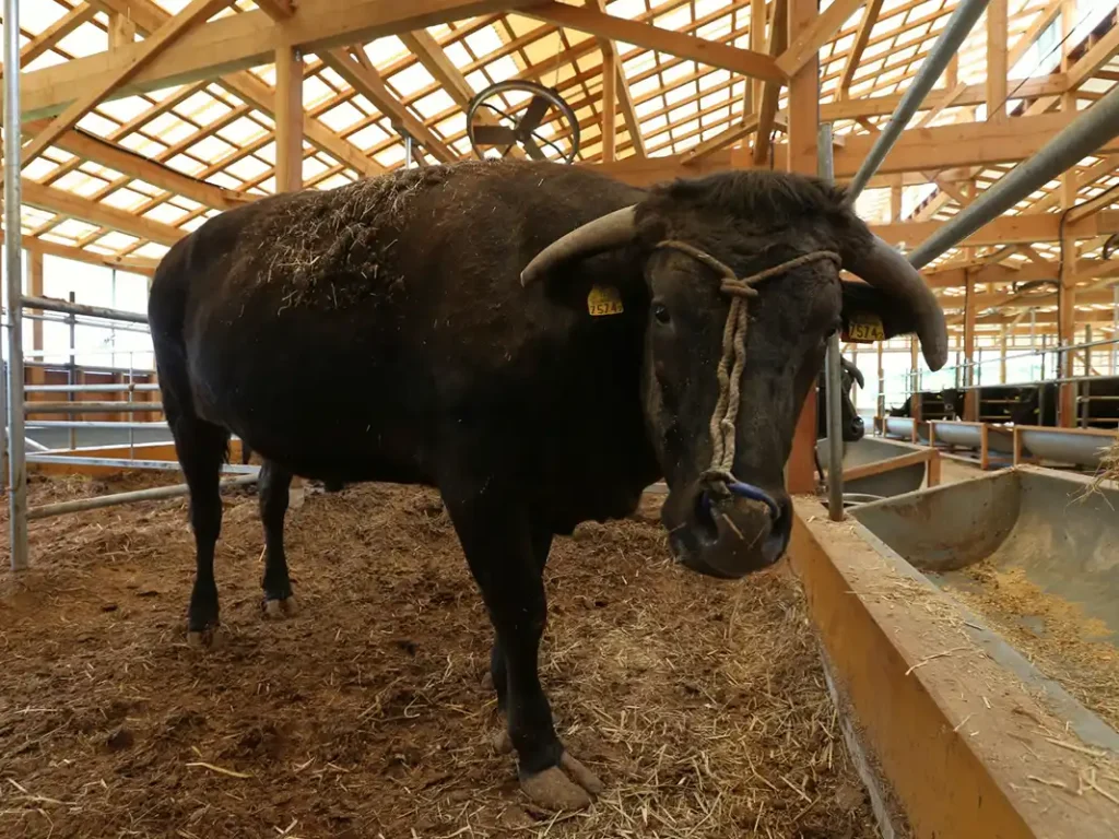 湯村温泉「湧泉の宿ゆあむ」