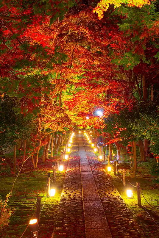 鹿王院 夜の特別拝観2025