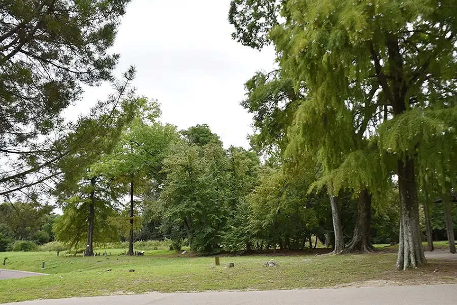 万博記念公園の世界の森