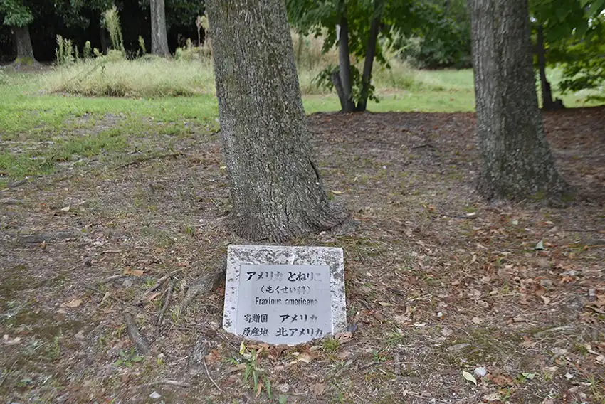 万博記念公園の世界の森の木