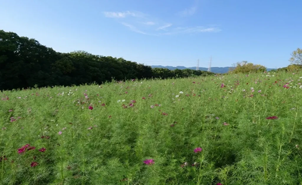 コスモス・コキアフェスタ　コスモス（ピンク）背景