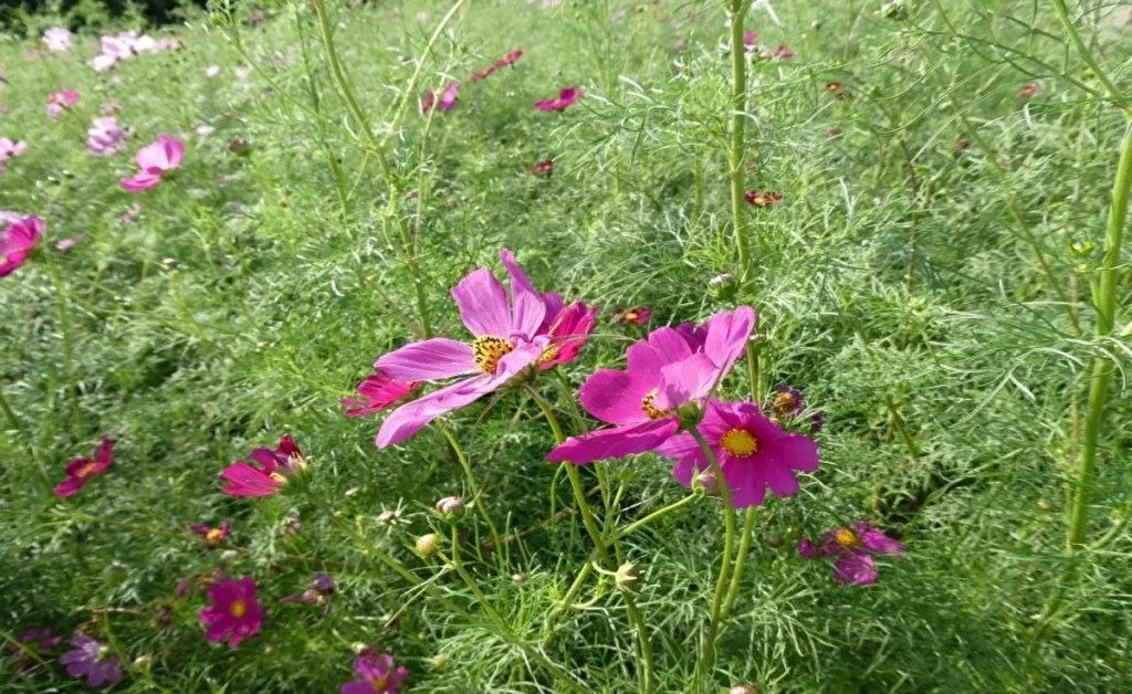 コスモス・コキアフェスタ　コスモス（ピンク）