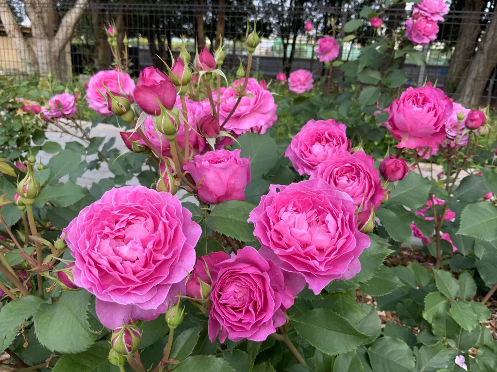 浜寺公園　バラ