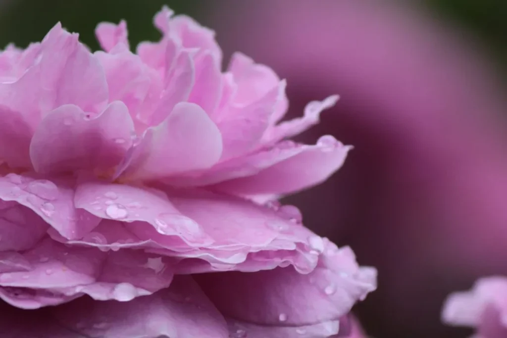 服部緑地公園　バラ園