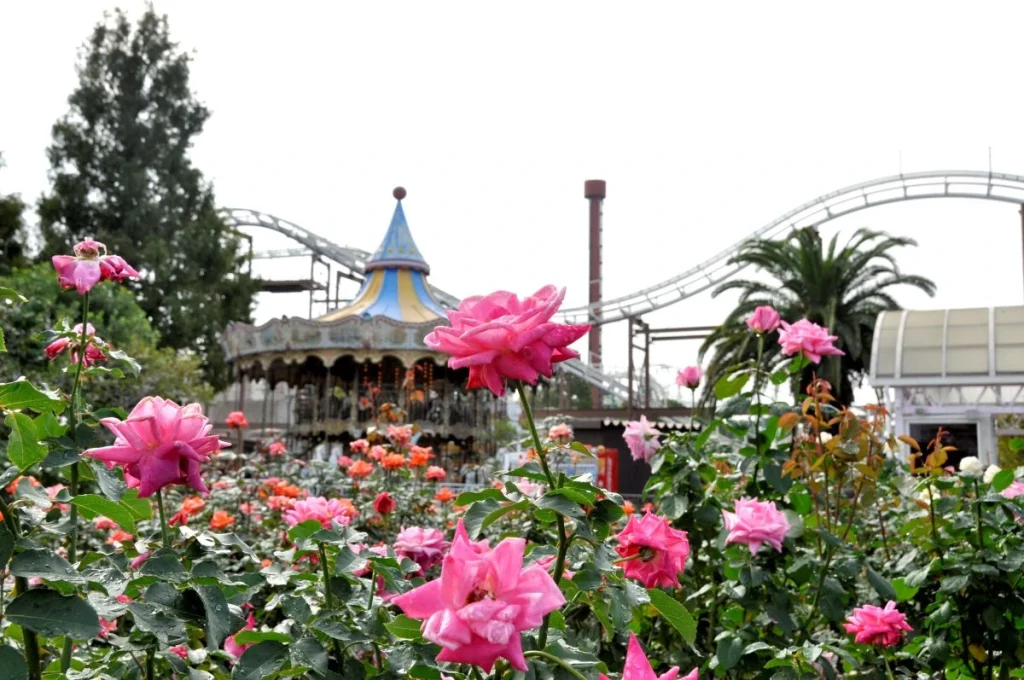 ひらかたパーク　ローズガーデン