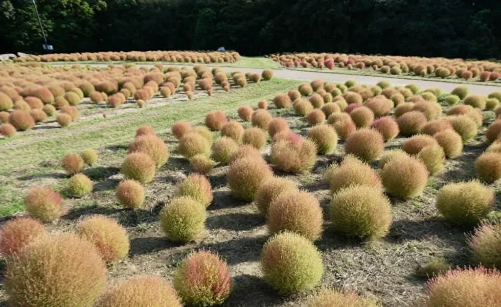 コスモス・コキアフェスタ　コキア