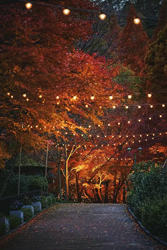 神戸布引ハーブ園　ライトアップ118～