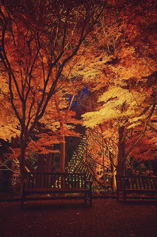 神戸布引ハーブ園　ライトアップ118～