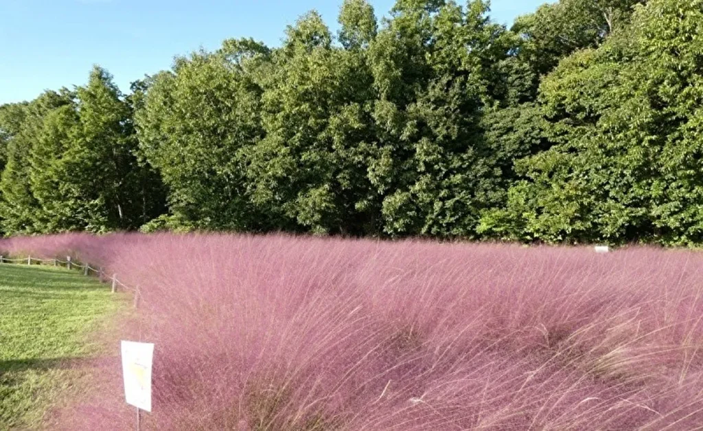 コスモス・コキアフェスタ　ミューレンベルギア