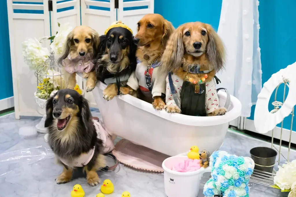 ペットイベント　インテックス大阪